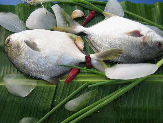 South American Pomfret