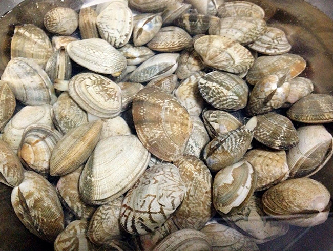 Full-shell clam